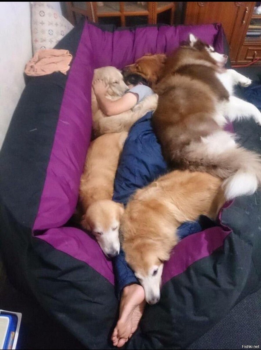 много собак на кровати