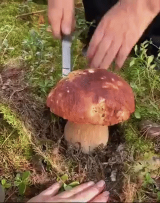 Просто гифки, всякие и разные