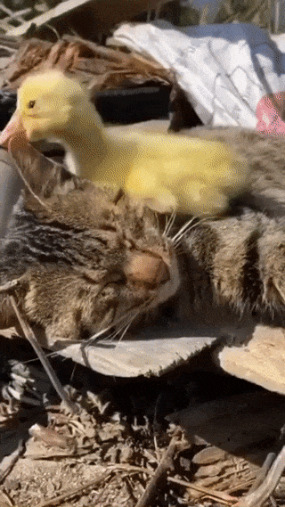 Безмятежный сон