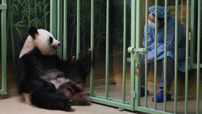 Франция радуется рождению малышей панд