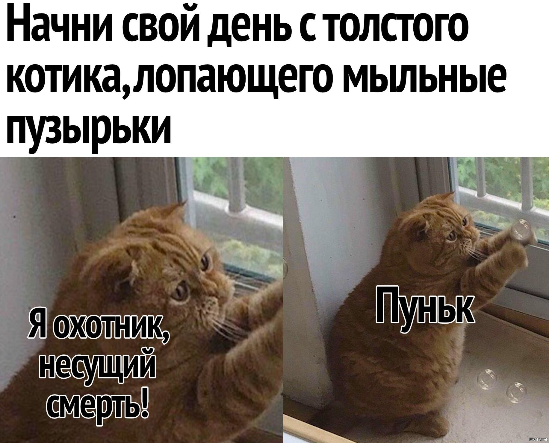 Картинка штош с котом