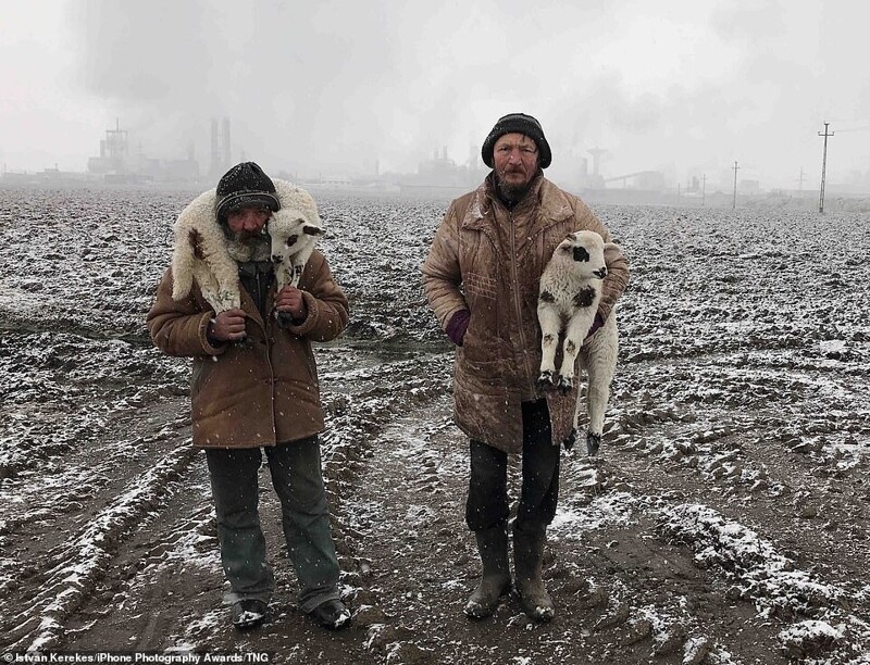 Трансильванские пастухи в городе Тыргу-Муреш, Румыния. Фотограф Istvan Kerekes