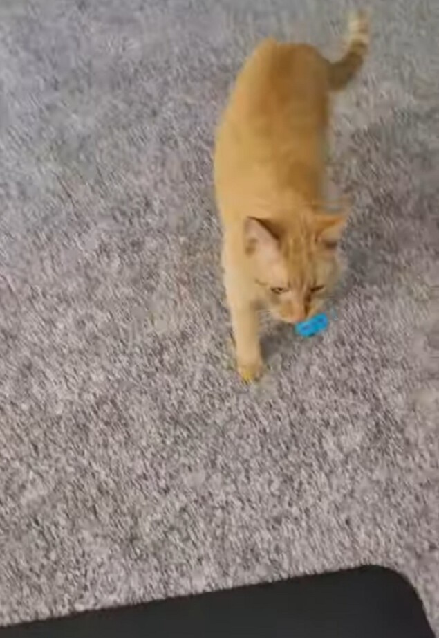 Котопес: котяра играет с мячиком, как собака