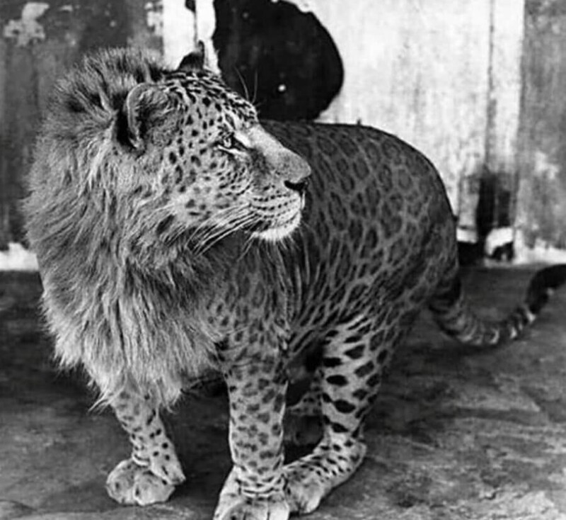 Это старая фотография леопона (гибрид леопарда и льва)