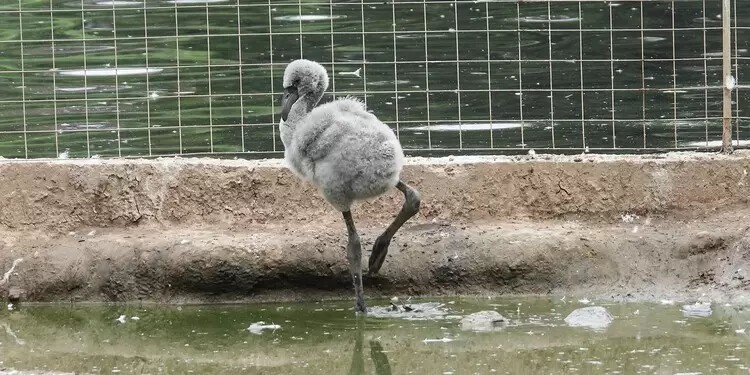 Пять птенцов фламинго появились на свет в Московском зоопарке