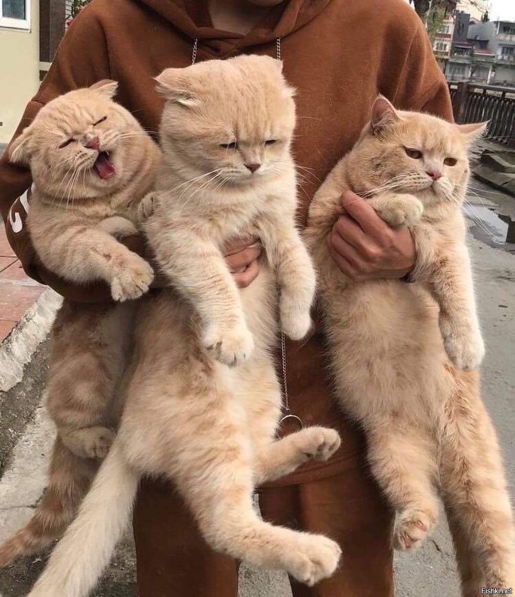Три котика