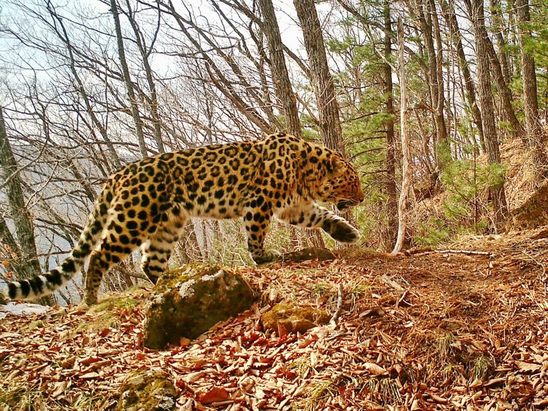 Впервые в Приморье насчитали более 100 дальневосточных леопардов