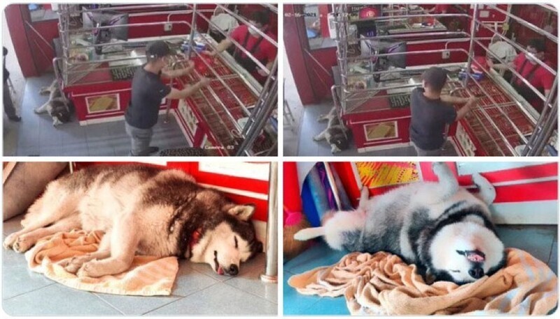 Сотрудник года: сторожевая собака в ювелирном магазине игнорирует вора во время инсценировки ограбления