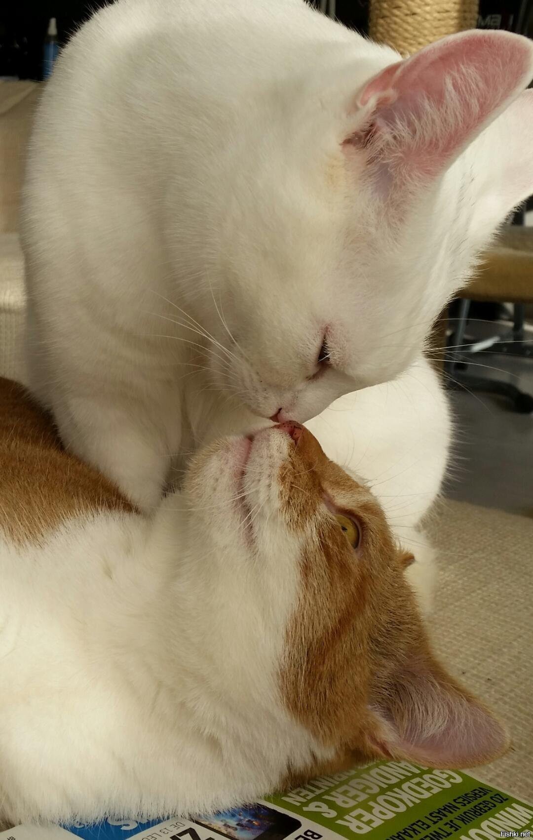 Лизать киску маме видео. Поцелуй кота. Поцелуй котят. Котики лижутся. Кошки любовь.