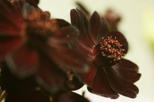 Подборка необычных цветов 