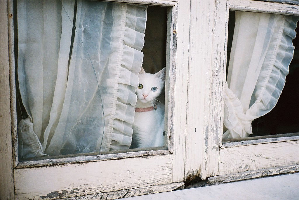 There is a cat in the window. Кот на окне. У окна. Котик у окна. Кот в окошке.