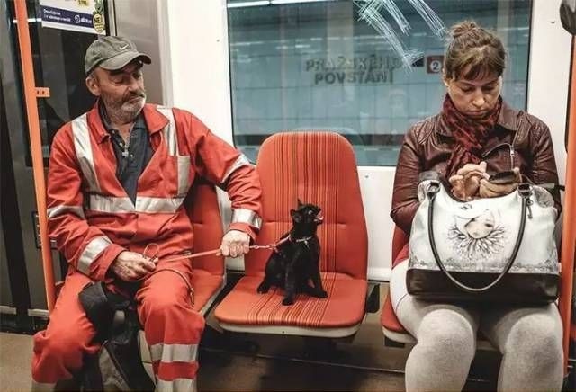 Без кота и жизнь не та