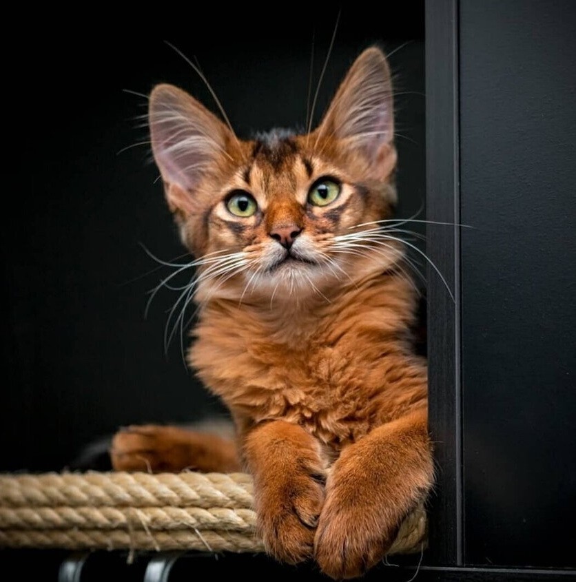 Без кота и жизнь не та