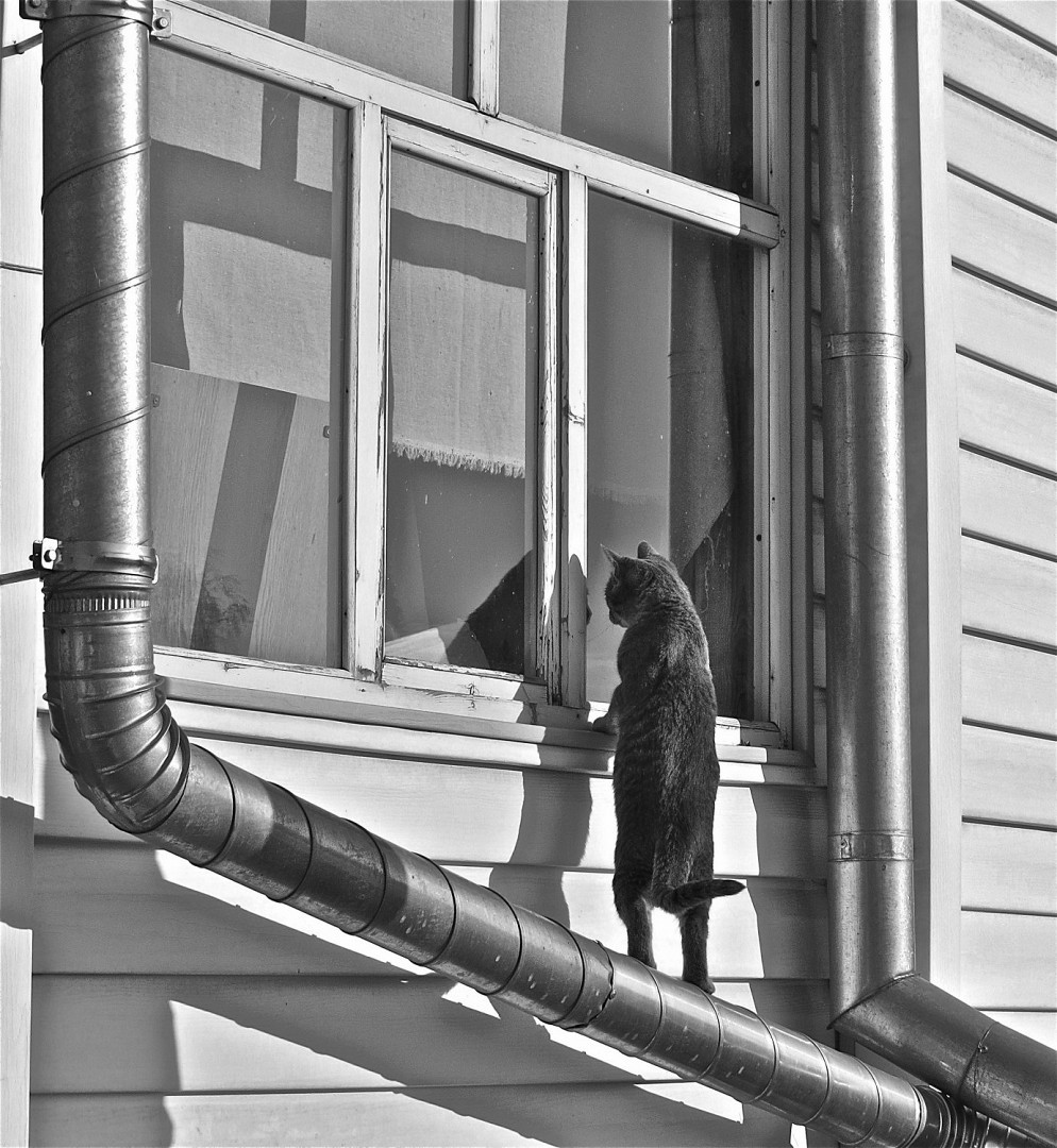 Без кота и жизнь не та