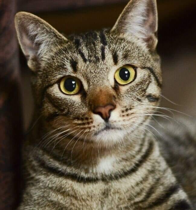 Без кота и жизнь не та