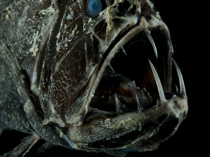 Длиннорогий саблезуб: Ножны для огромных зубов прямо в черепе. Жизнь глубоководной страшилы