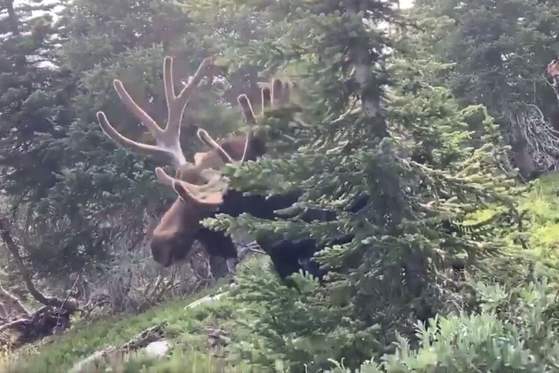 Огромный лось напал на туриста в Колорадо