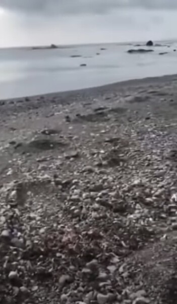 Следы зверя на песке