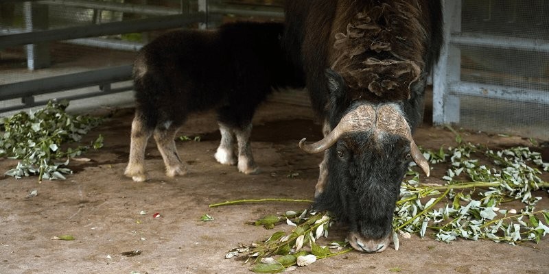 Семейство овцебыков пополнилось в Московском зоопарке