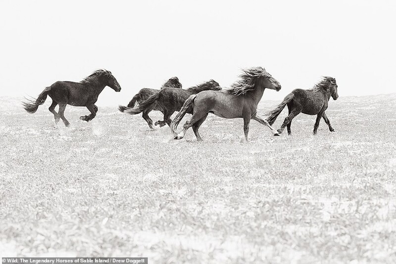 Дикие лошади острова Сейбл на потрясающих черно-белых снимках