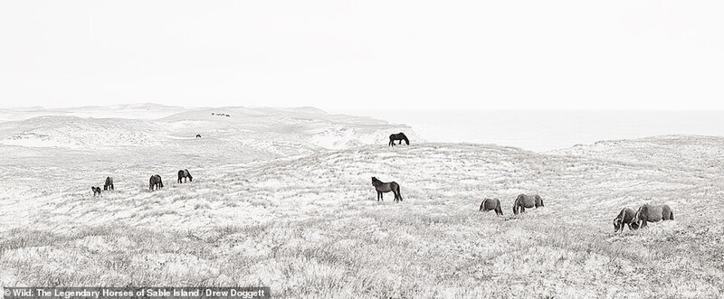 Дикие лошади острова Сейбл на потрясающих черно-белых снимках
