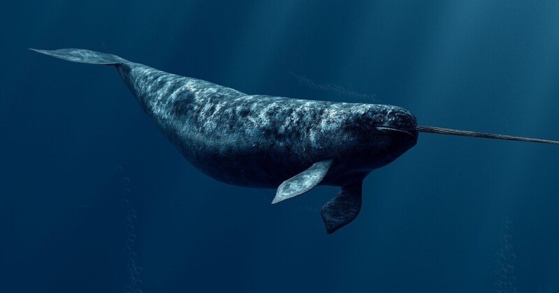 Нарвал - представитель зубатых китов