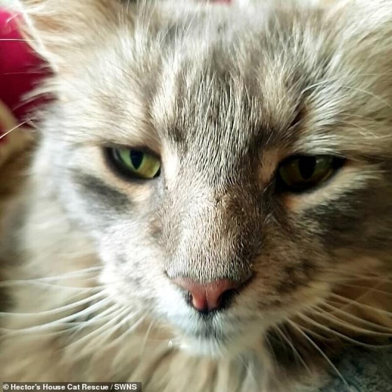 Семья из Англии нашла пропавшего кота спустя 13 лет