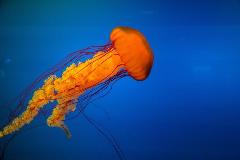 Правда ли что после ожога медузы лучше всего попИсать на место жжения?