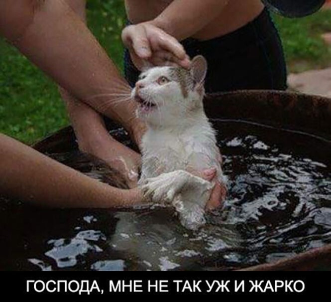 Хочется купаться. Господа мне не так уж и жарко. Очень жарко. Кот Господа мне не так уж и жарко. Кот жара.