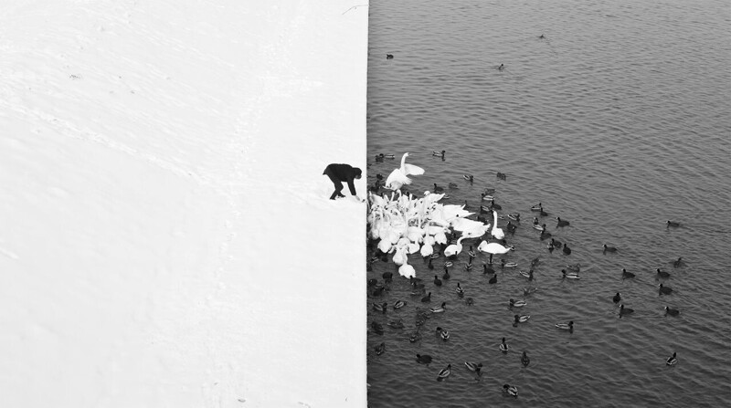 Кормление лебедей зимой