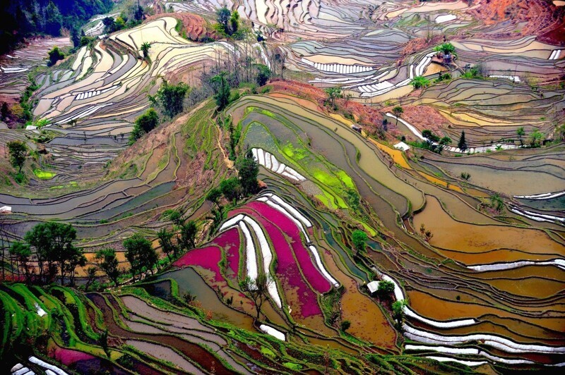 Террасные рисовые поля в провинции Юннань, Китай
