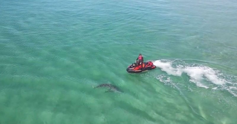 Мужчину на гидроцикле атаковала трехметровая акула в Австралии