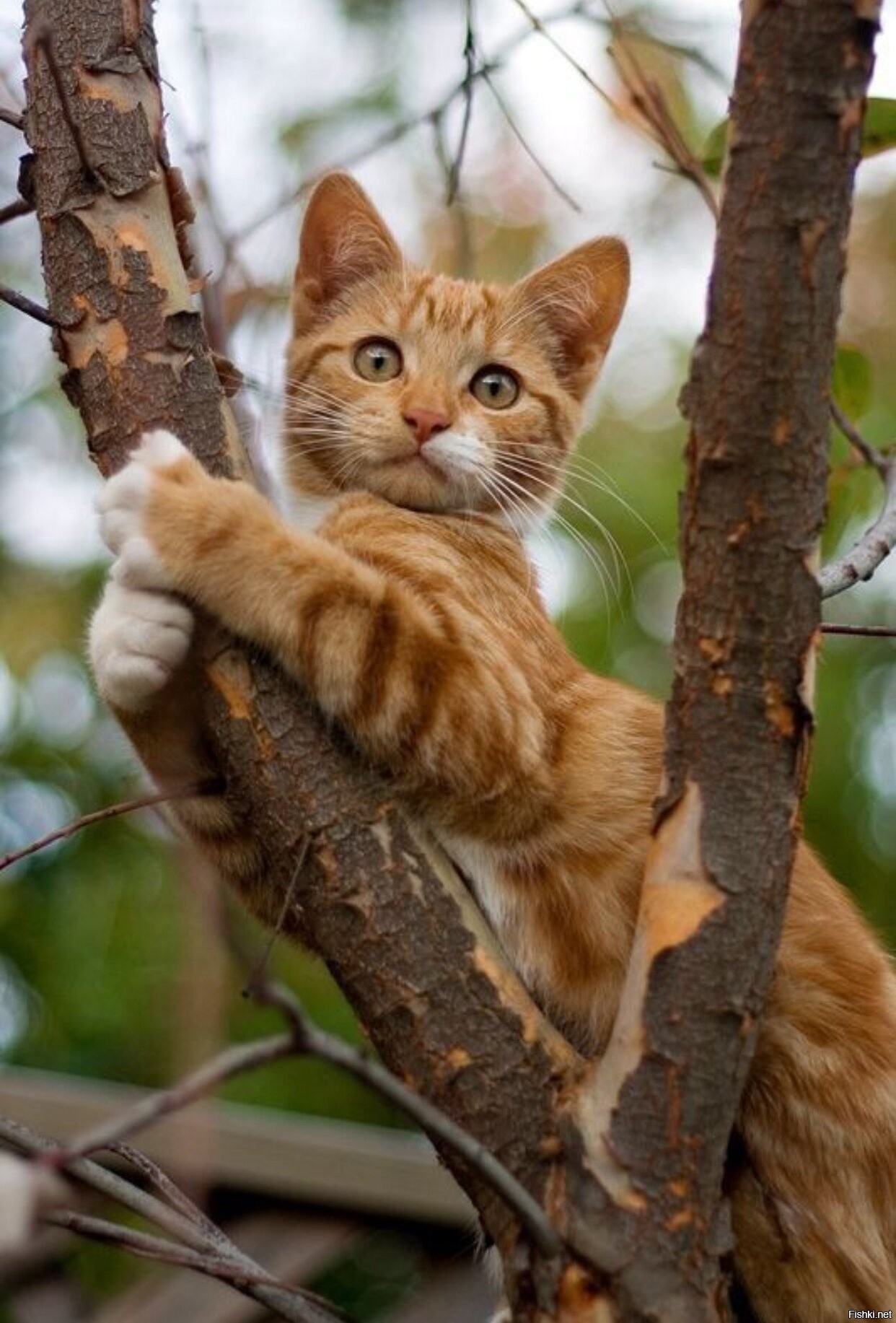 Котенок на дереве