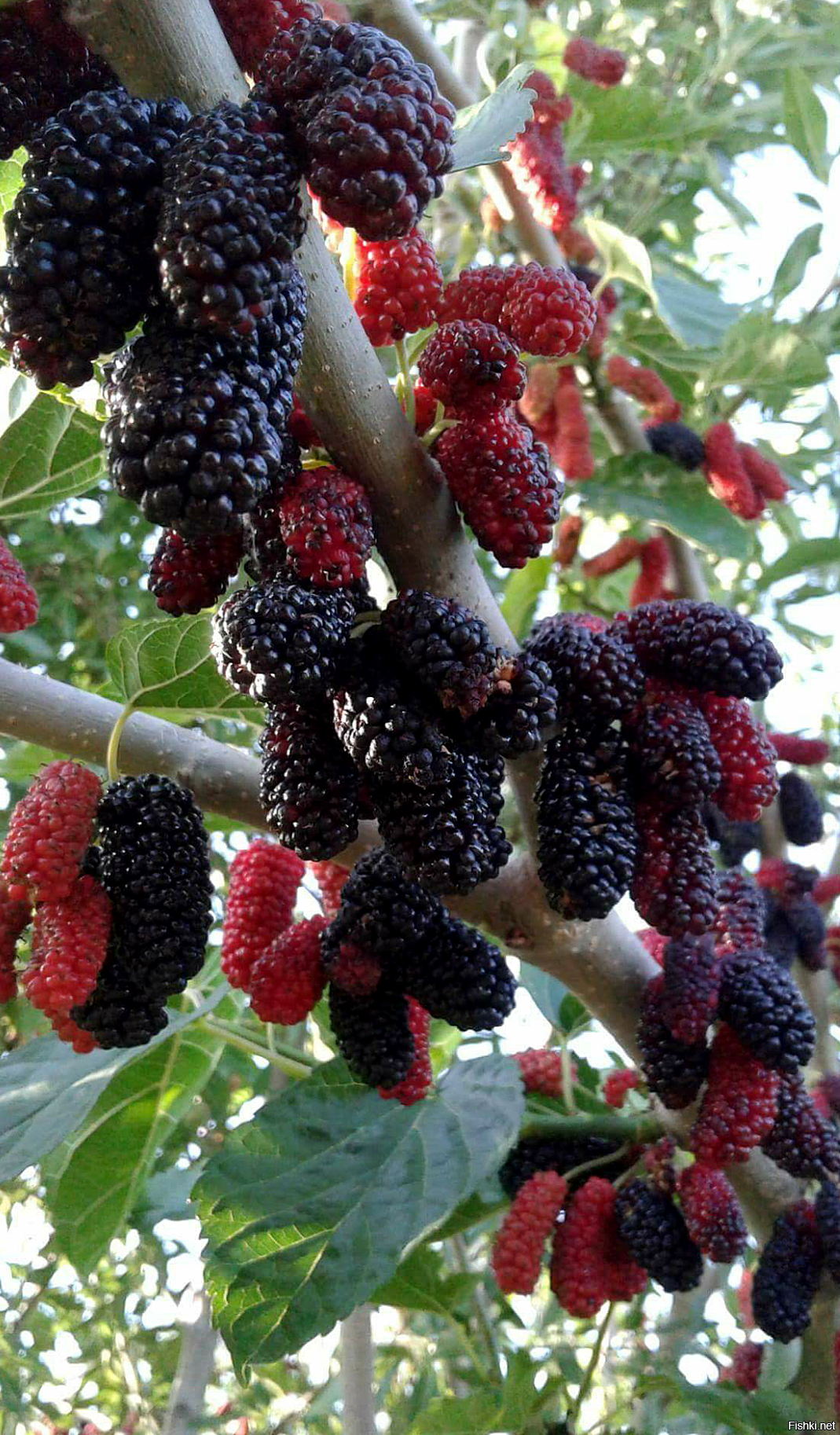 Тутовник дерево фото ягоды съедобные