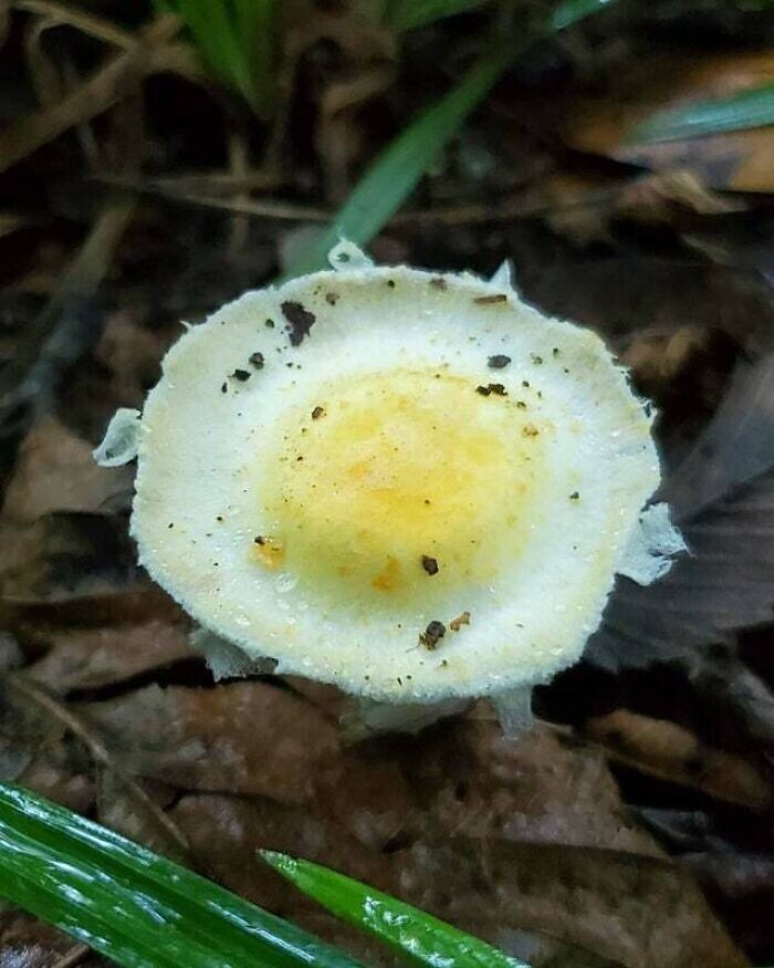 8. "Я нашел гриб - вылитая яичница"