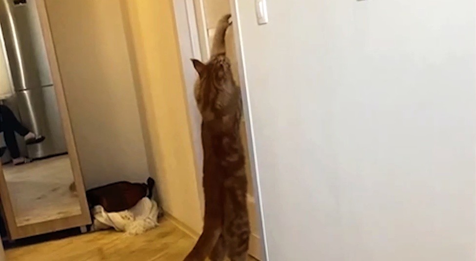 Кот просит открыть дверь