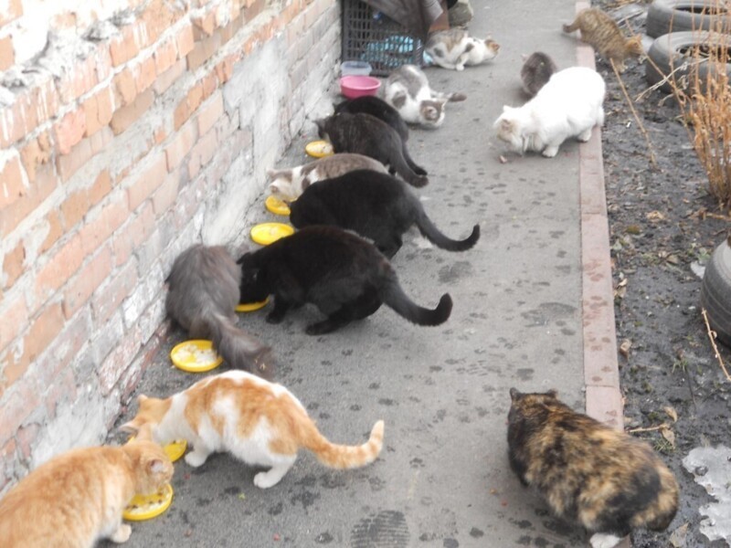 В Люберцах пенсионер жил в квартире с 50 кошками и 10 голубями