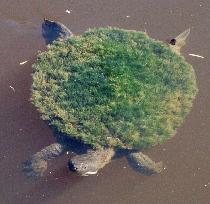 Речная черепаха с водорослями на панцире