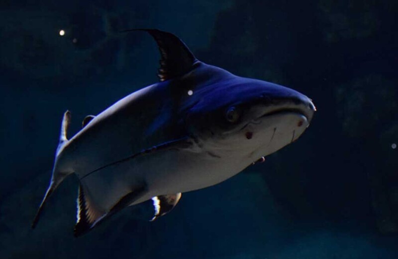 Акулий сом: Смешал в себе черты от акулы и сома, вымахал до 3 метров и кошмарит мутные реки Азии