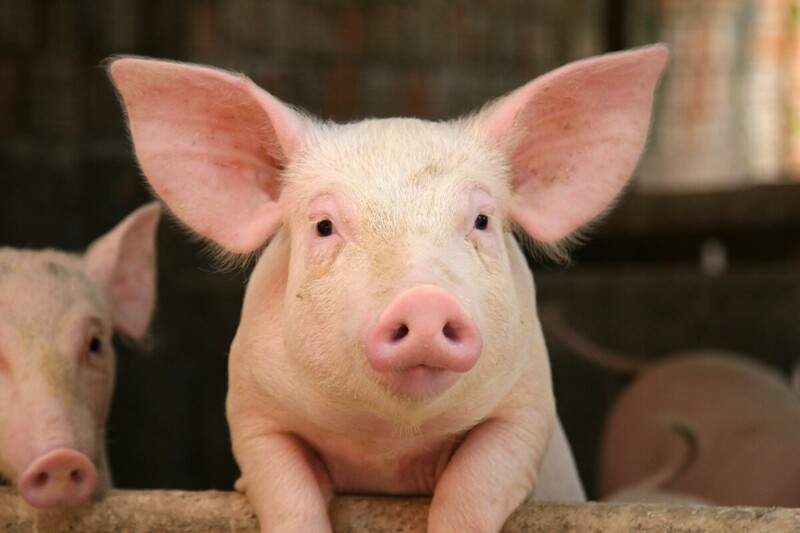 В 1859 году американский фермер застрелил свинью, которая поедала его картофель. Та свинья принадлежала британскому колонисту. Начался конфликт с участием 461 американцев с 14 артиллерийскими установками, и 2140 британцев с 5 кораблями