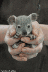 Калейдоскоп гифок на позитиве, на ночь глядучи