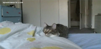 Калейдоскоп гифок на позитиве, на ночь глядучи