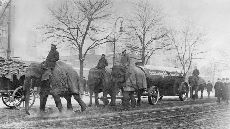 Слоны в Берлине, 1917 год