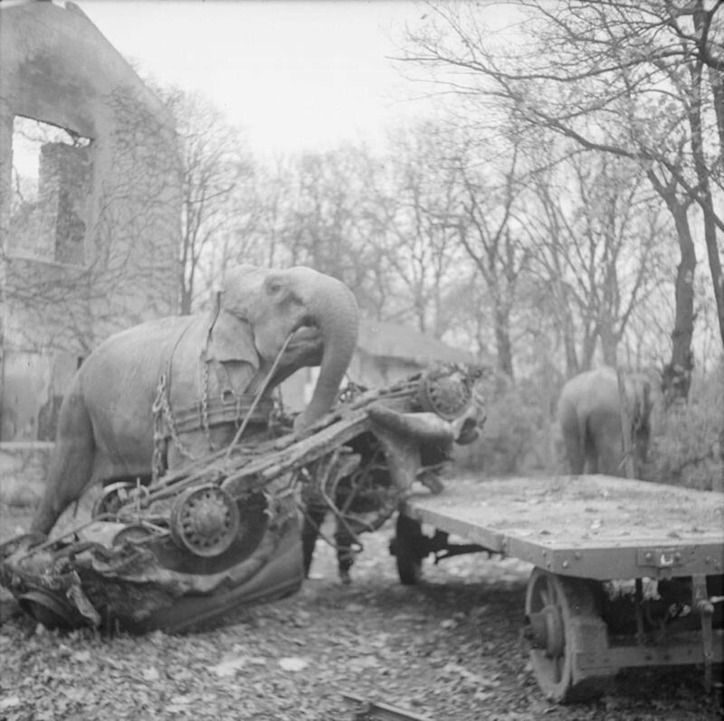 Из-за нехватки тяжелой техники немцы использовали слонов из Гамбургского зоопарка для устранения повреждений, причиненных бомбардировками союзников во время войны