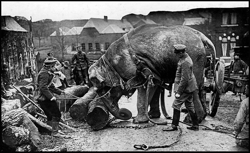 Слон немецких войск двигает бревна