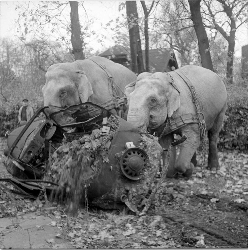 Слоны во время войны: как они помогали солдатам