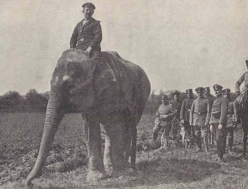 Слон немецкой армии служит во Франции