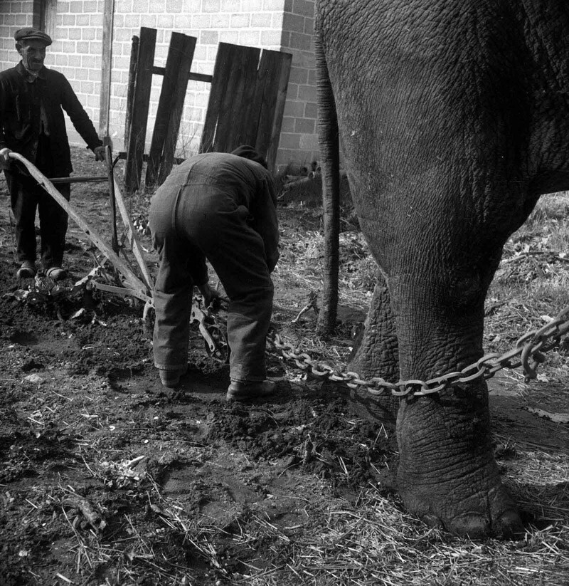 Слоны во время войны: как они помогали солдатам