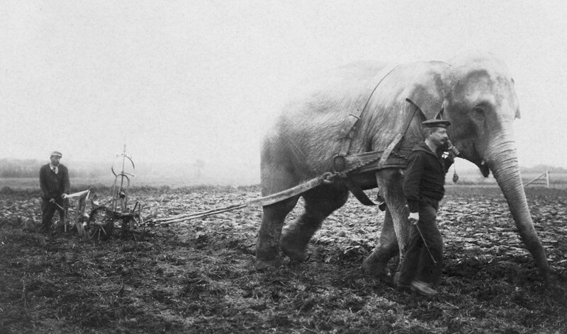 Слон из Бельгийского зоопарка на ферме, 1915 год