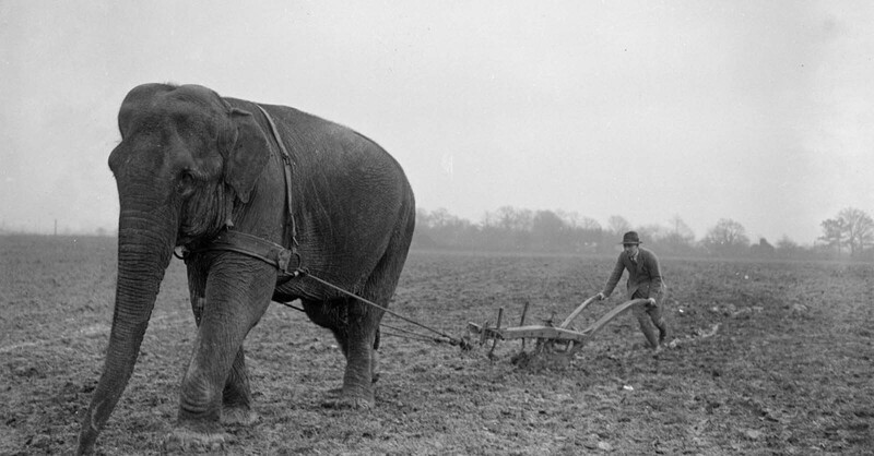 Слониха Лиззи из зверинца помогает фермерам пахать поле, 1916 год
